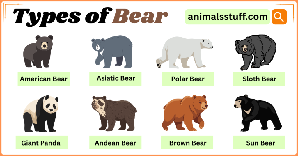 Types of Bear with Their Pictures