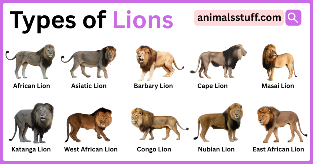 Types of Lions with Their Picture