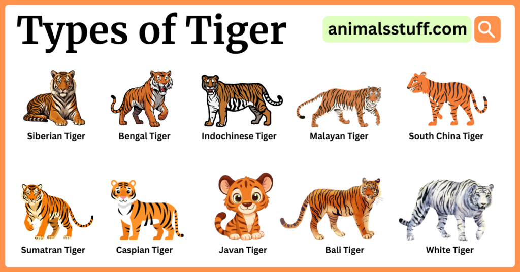 Types of Tiger with Their Pictures