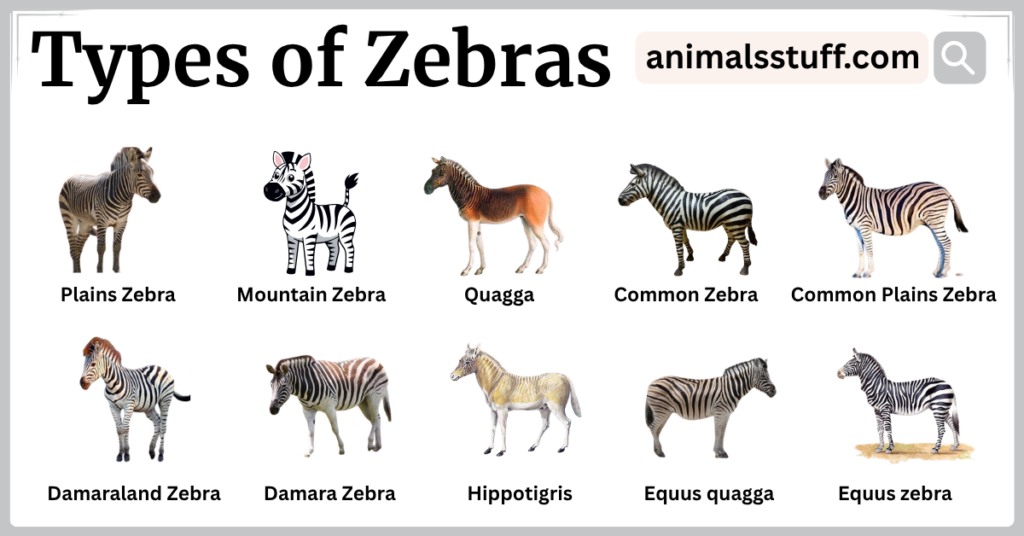 Types of Zebras with Their Pictures