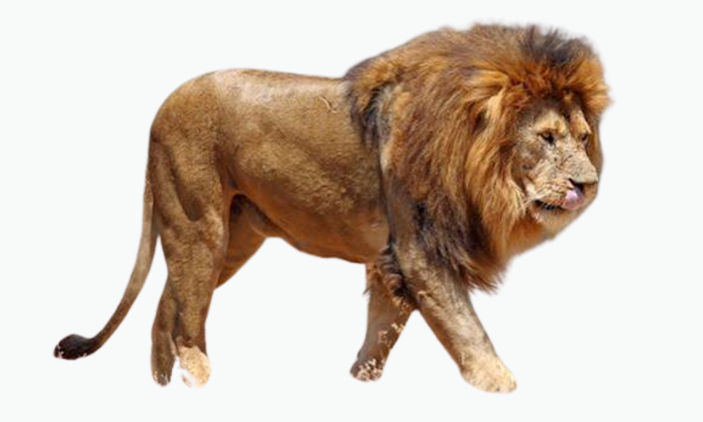 Uganda Lion