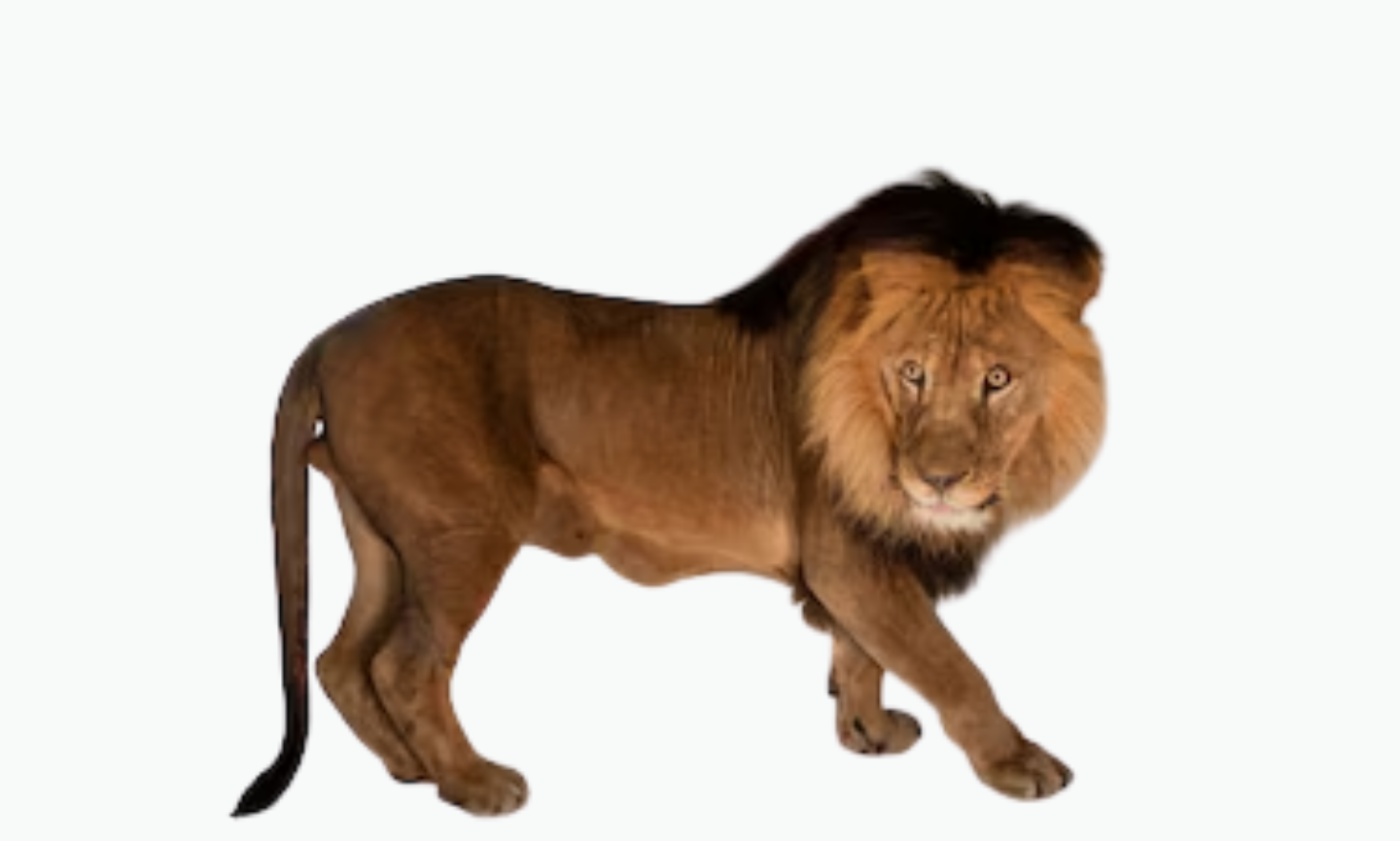 West African Lion