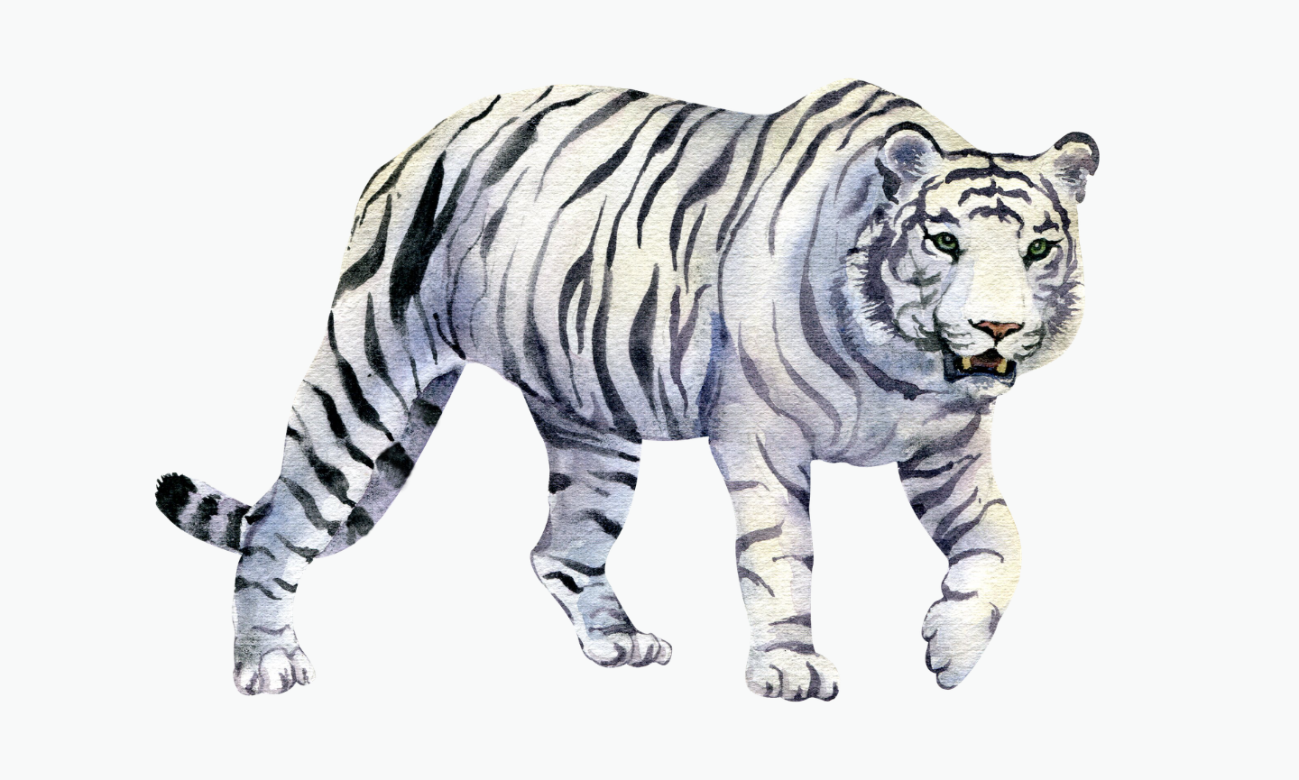 White Tiger | Types of Tiger