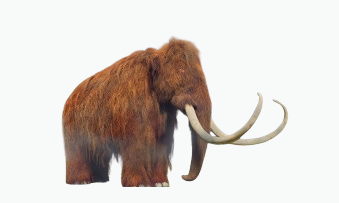 Woolly Mammoth | Type of Elephant