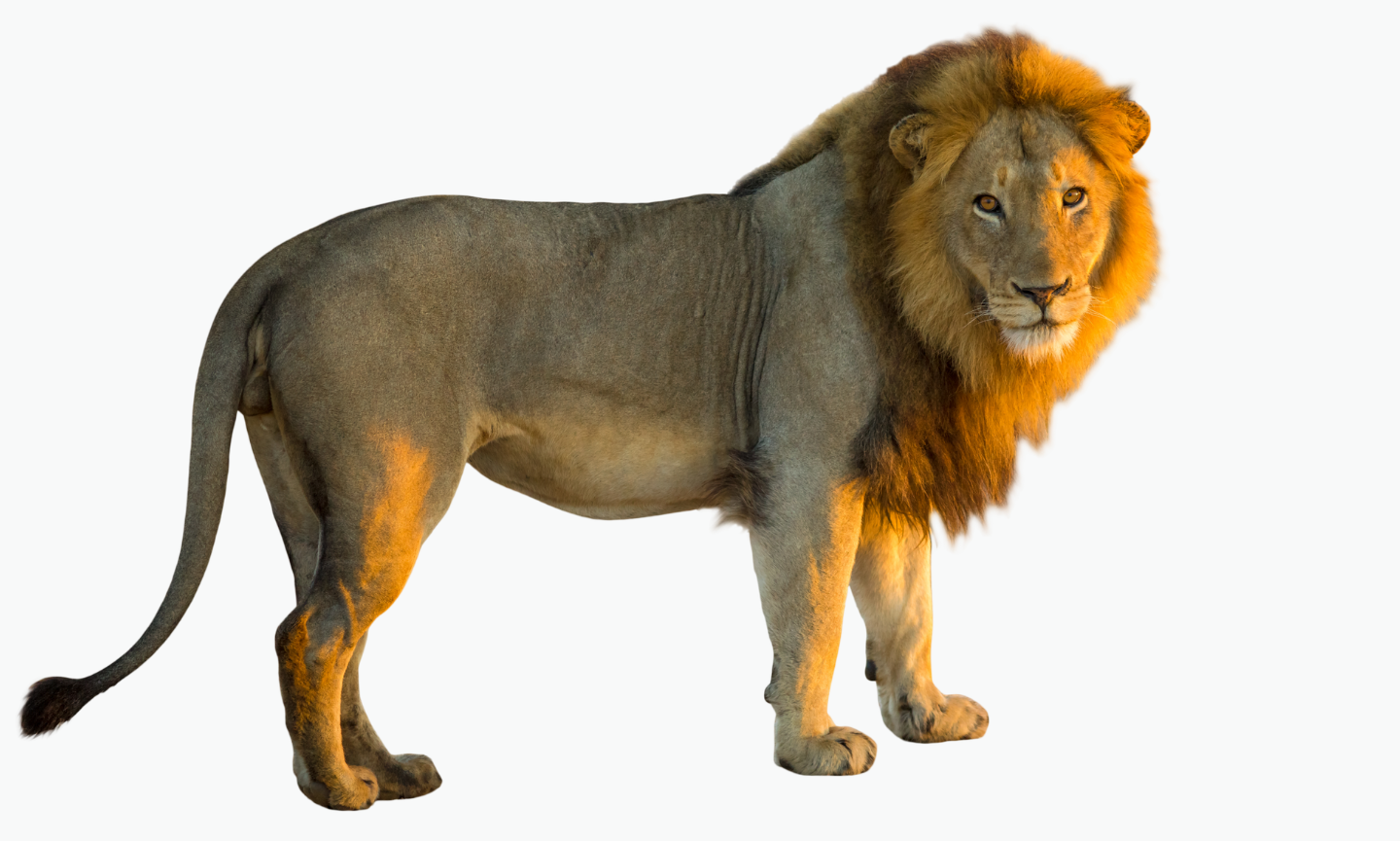 Zambian Lion