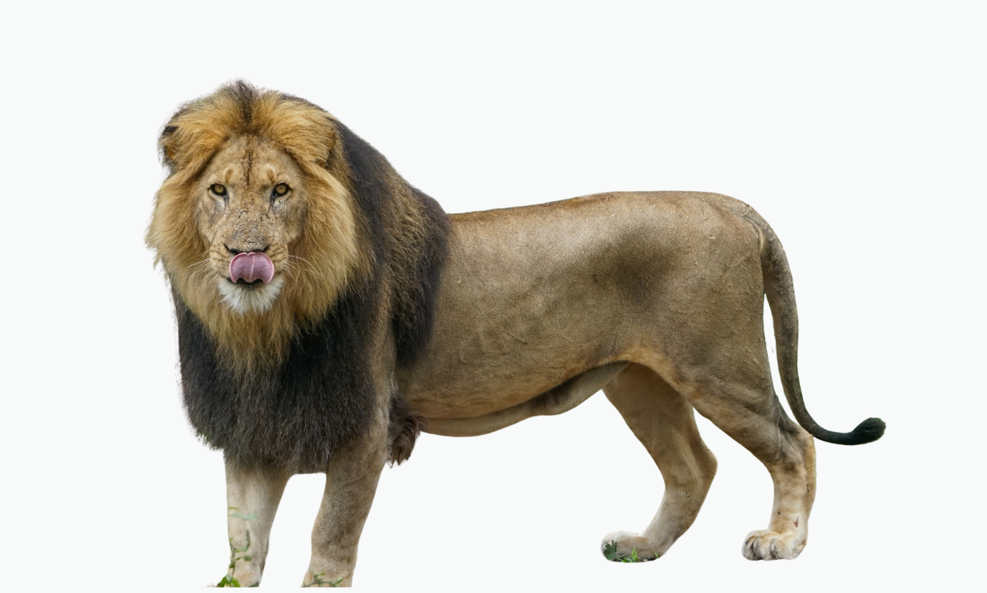 Zimbabwe Lion