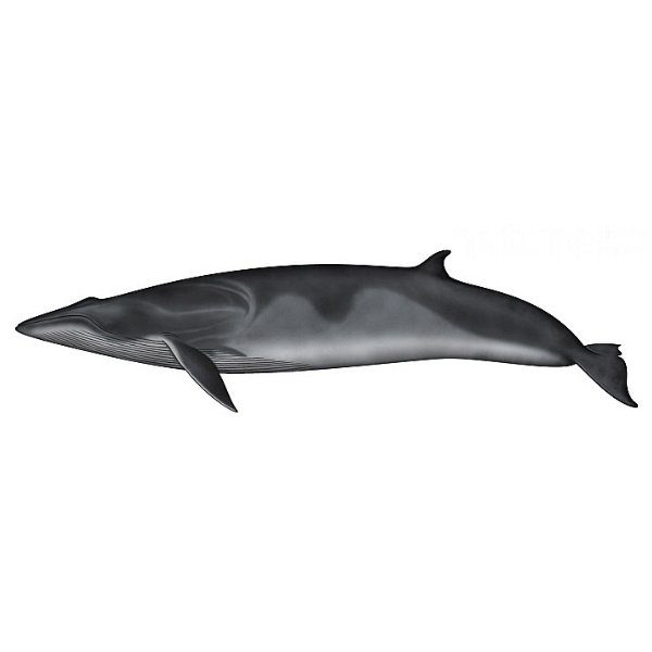 Antarctic Minke Whale | Different Types of Whale