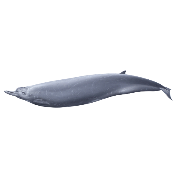 Baird’s Beaked Whale | Different Types of Whale