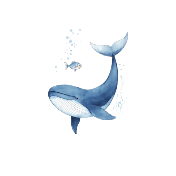 Blue Whale | Different Types of Whale