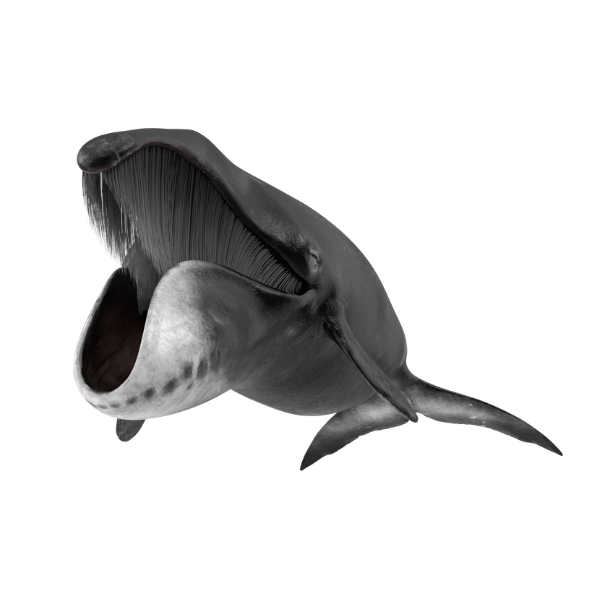 Bowhead Whale | Different Types of Whale