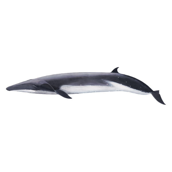 Bryde’s Whale