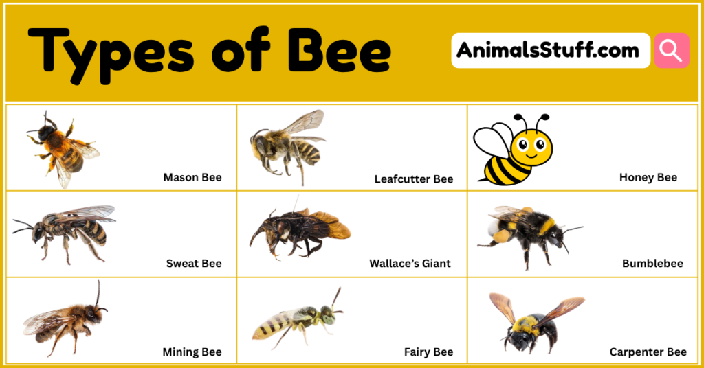 Different Types of Bee With Pictures