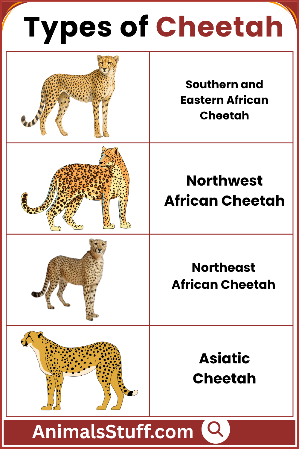 Different Types of Cheetah with Pictures