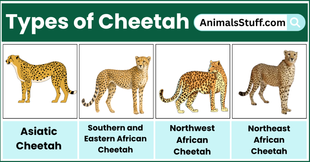 Different Types of Cheetah with Pictures