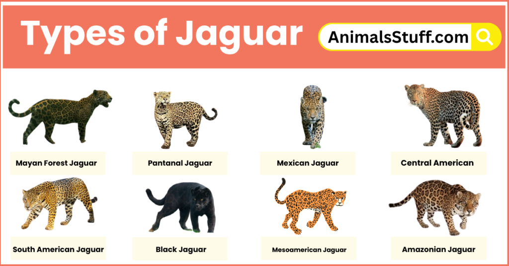 Different Types of Jaguar With Pictures