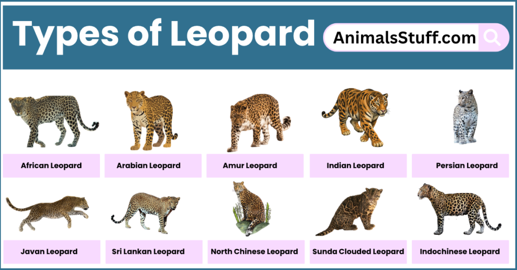 Different Types of Leopard