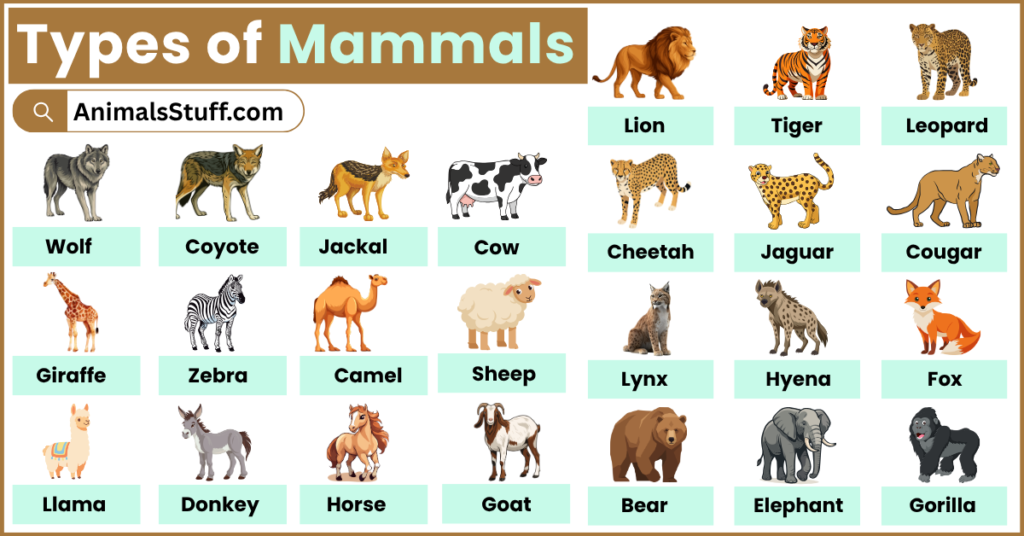 Different Types of Mammals with Pictures