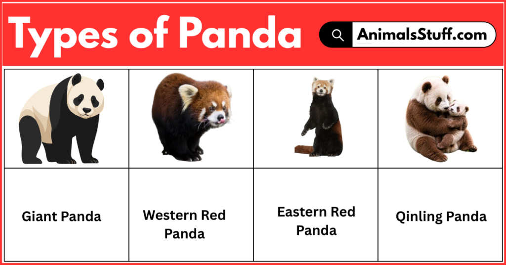 Different Types of Panda with Their Pictures