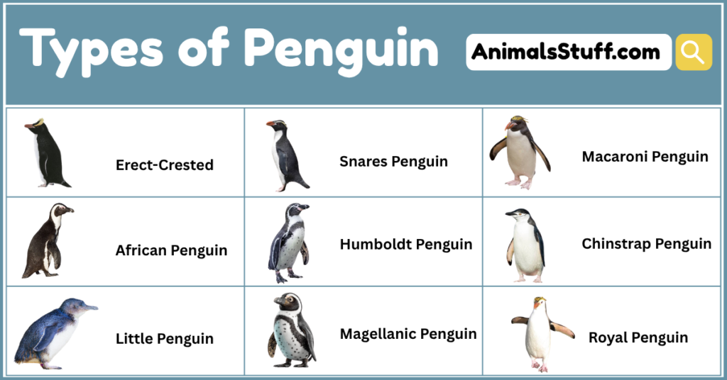 Different Types of Penguin With Pictures
