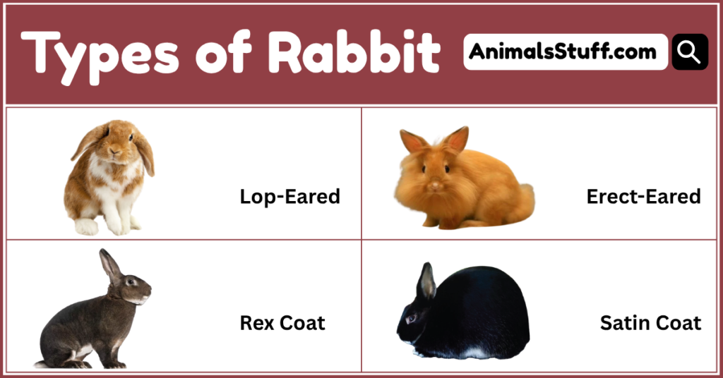 Different Types of Rabbit With Pictures
