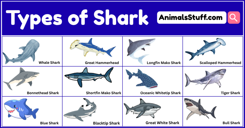 Different Types of Shark with Pictures