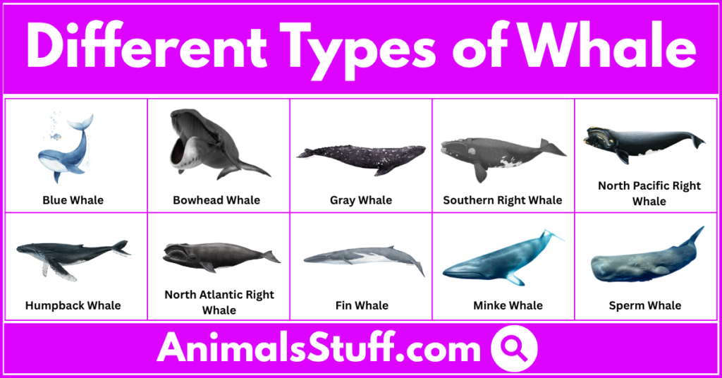 Different Types of Whale Behavior, Interesting Facts