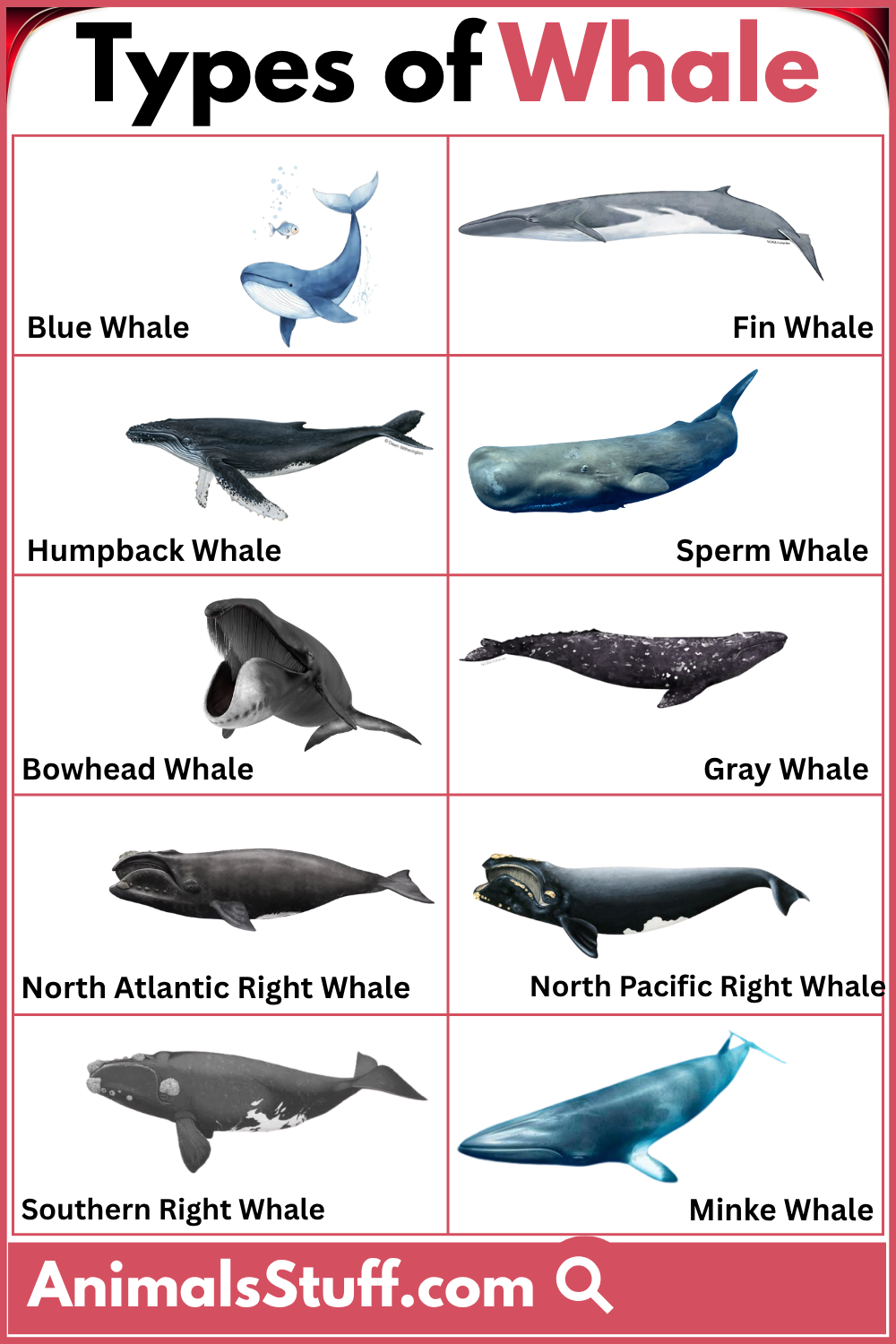 Different Types of Whale with Picture