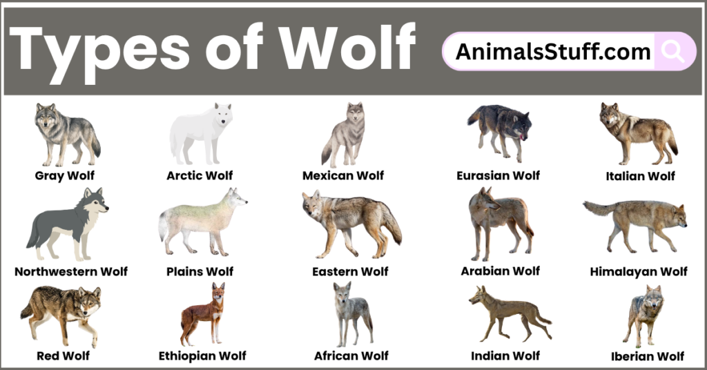 Different Types of Wolf With Their Pictures Species & Behavior