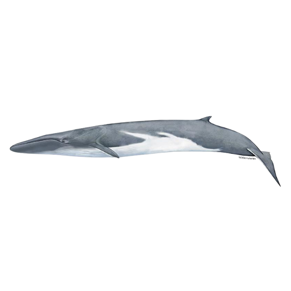 Fin Whale | Different Types of Whale