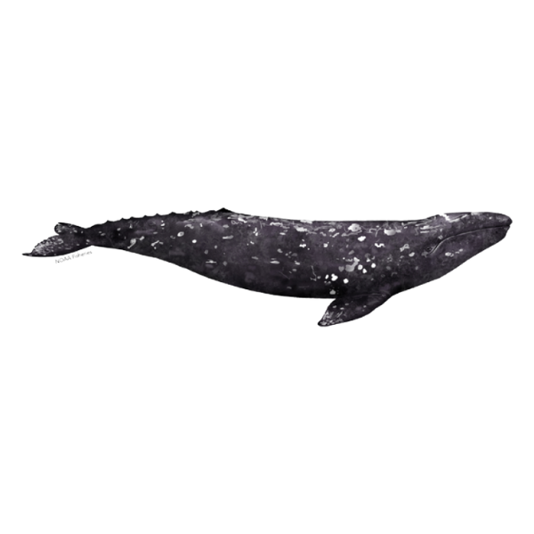 Gray Whale