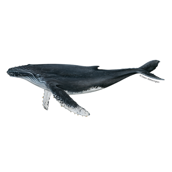 Humpback Whale | Different Types of Whale