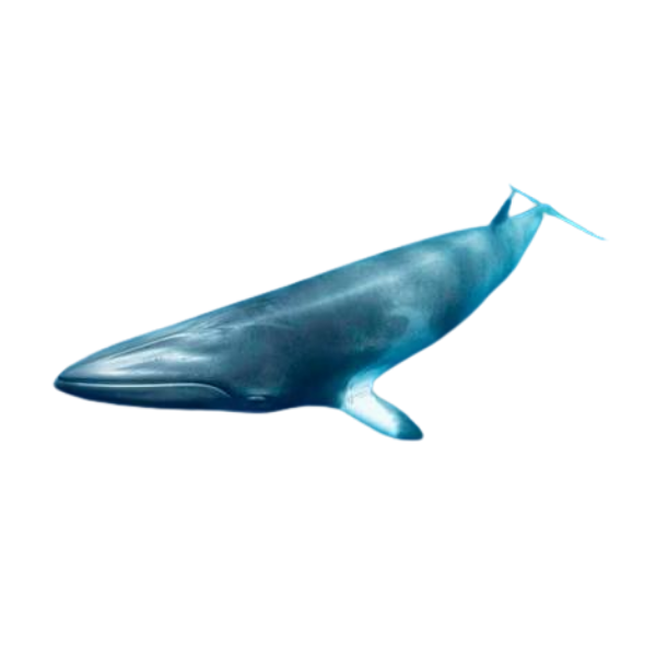 Minke Whale | Different Types of Whale
