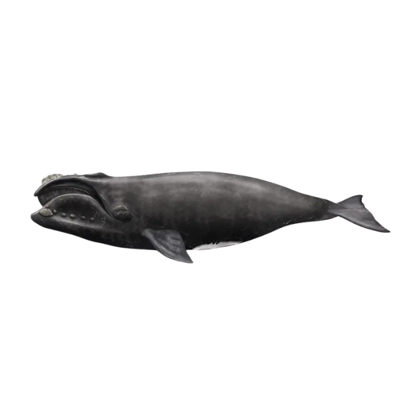 North Atlantic Right Whale