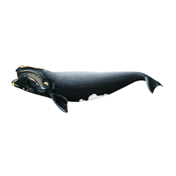North Pacific Right Whale