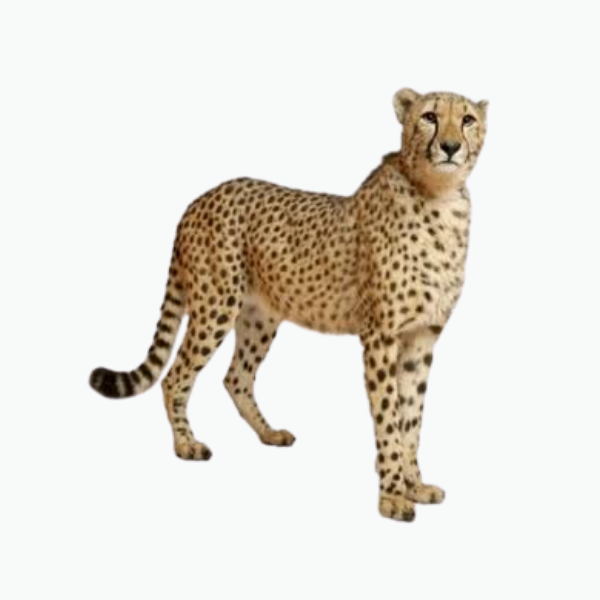 Northeast African Cheetah