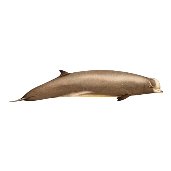 Northern Bottlenose
