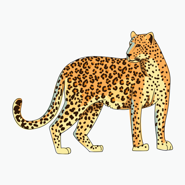 Northwest African Cheetah