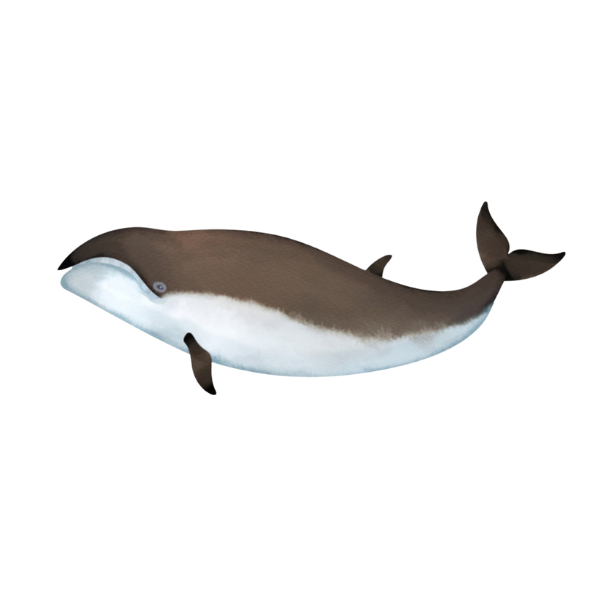 Pygmy Right