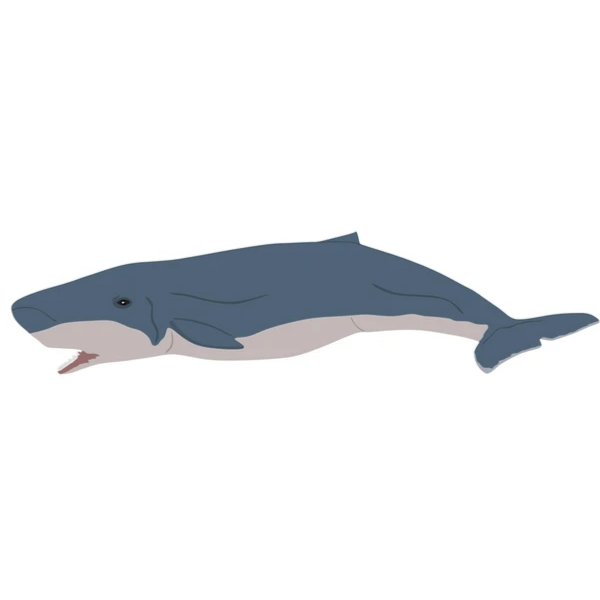Pygmy Sperm