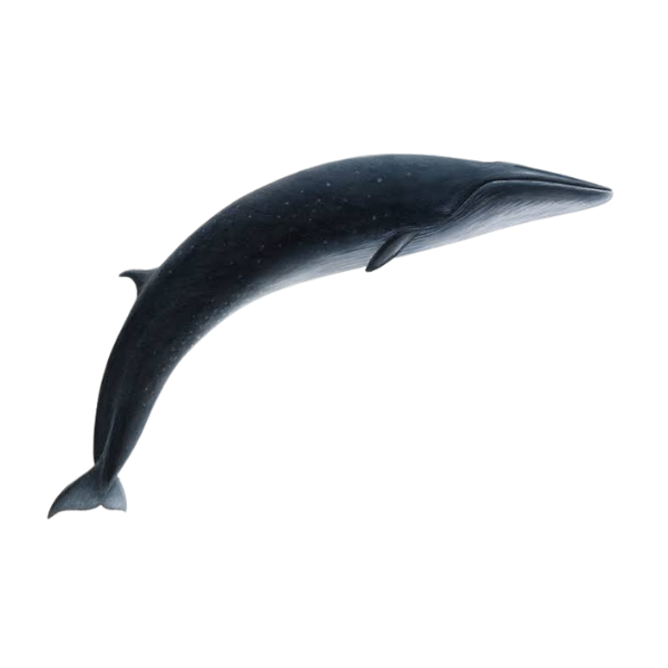 Sei Whale | Different Types of Whale