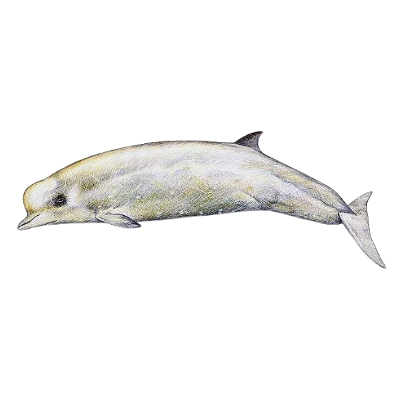 Southern Bottlenose