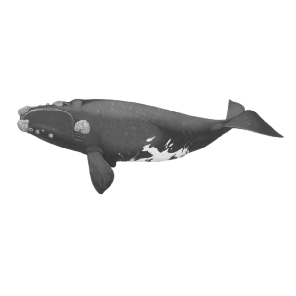 Southern Right Whale