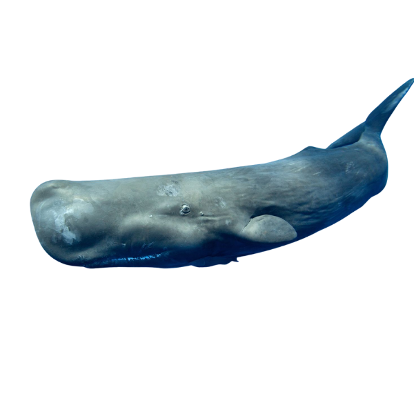 Sperm Whale | Different Types of Whale