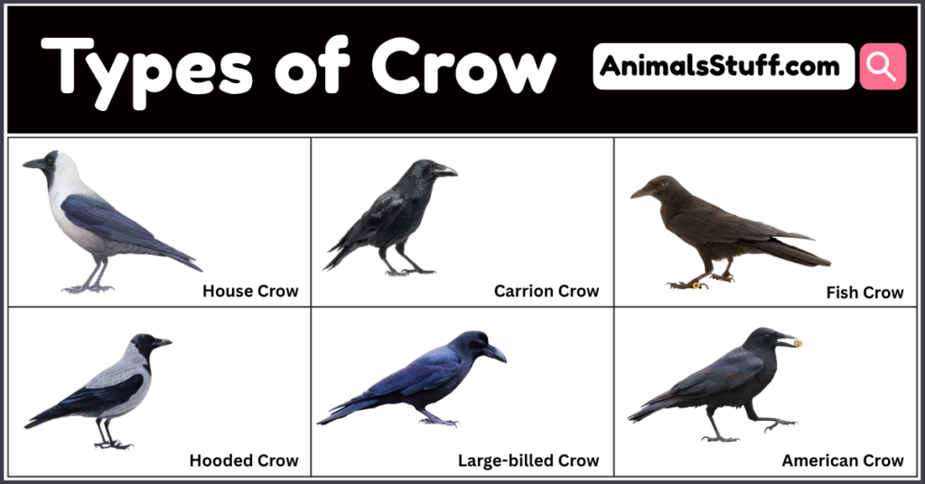 Types of Crow with Pictures Different Crow Species