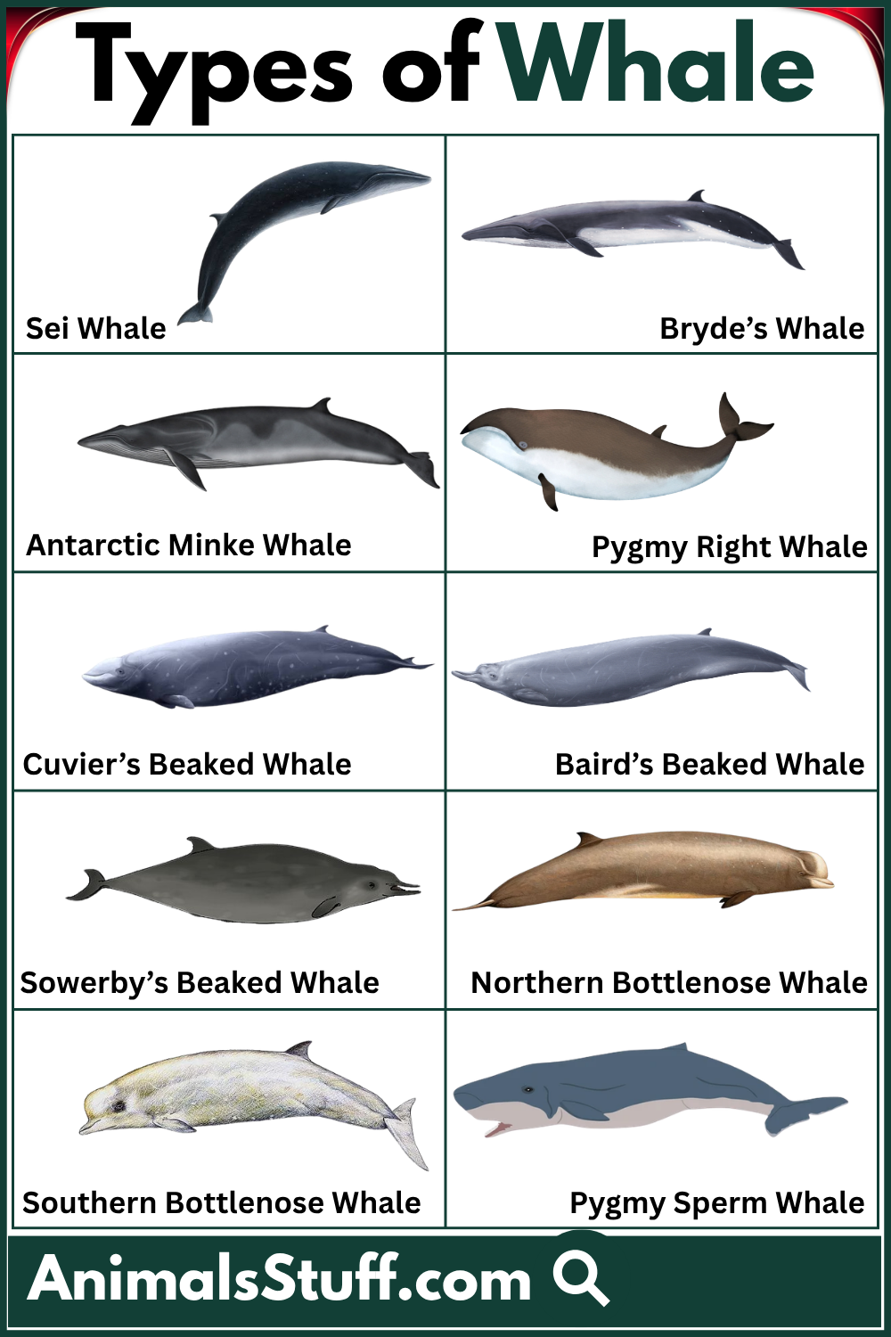 Types of Whale with Pictures