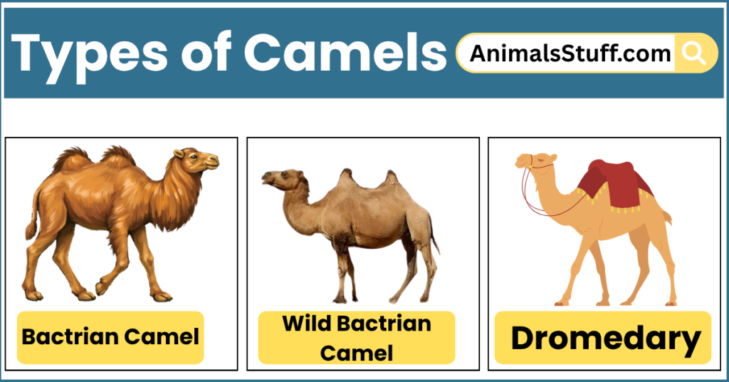 What Are Camels? Types of Camels with Pictures