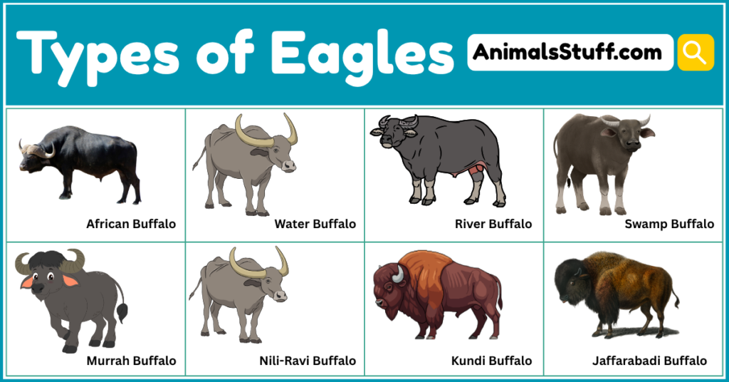 15 Examples of Buffalo Types with Pictures