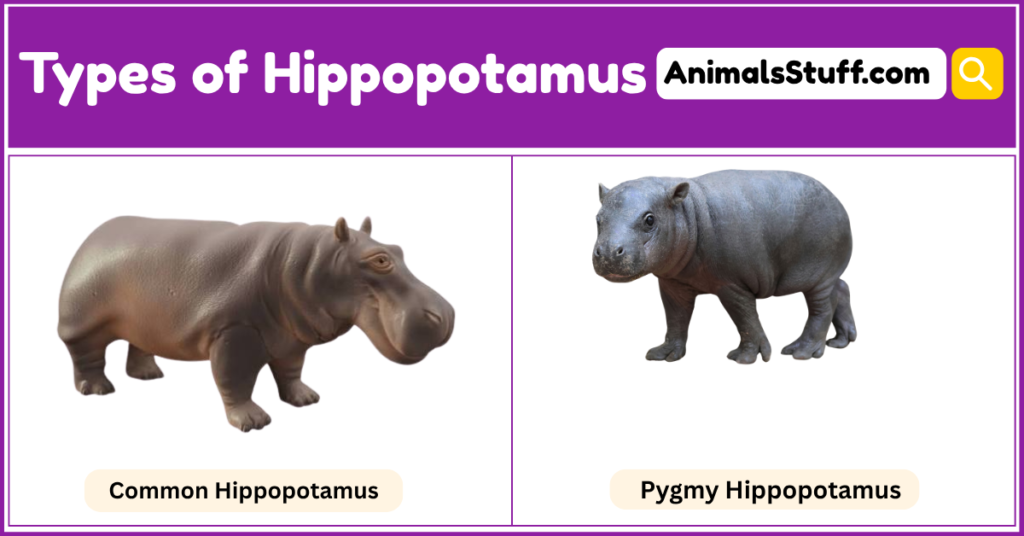 2 Hippopotamus Types with Pictures