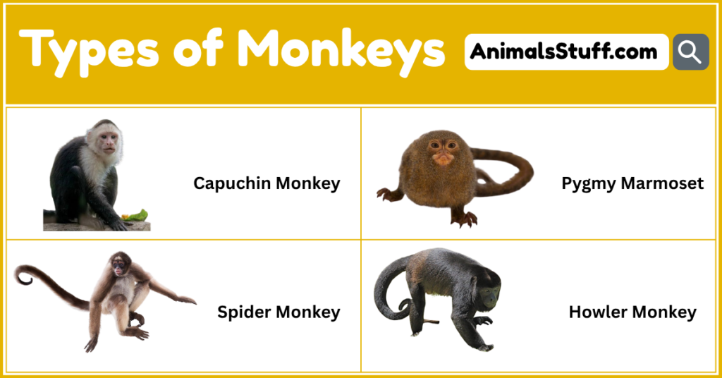 Different Kinds of Monkeys 6 Types of Monkeys