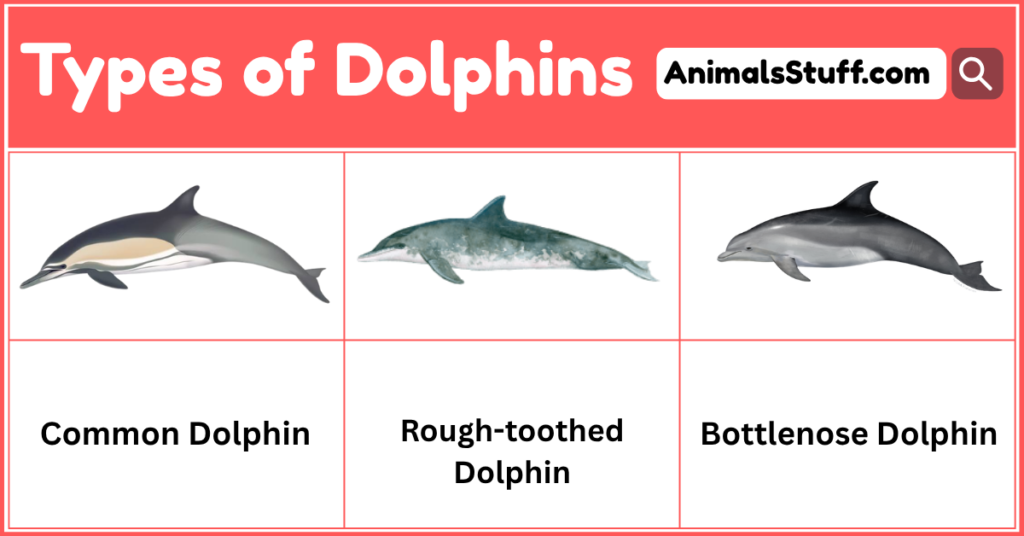 Different Types of Dolphins and Where to Find Them